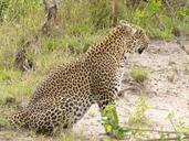 leopard-predator-animal-wildlife-163816.jpg