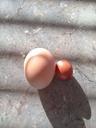 eggs-different-sizes-hen-food-651710.jpg