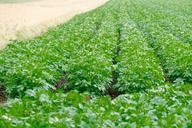 agriculture-field-potato-fields-1004438.jpg