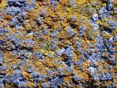 Rock with lichen.jpg