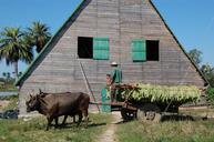 cuba-tobacco-castro-627040.jpg