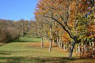 orchard-apple-trees-autumn-529846.jpg