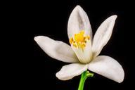 orange-blossom-small-flower-white-327823.jpg