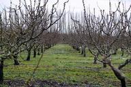 orchard-grapes-agriculture-fruit-929417.jpg