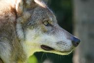 wolf-predator-european-wolf-1583207.jpg