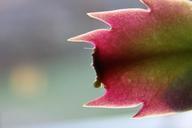 cactus-flower-plant-red-green-167713.jpg