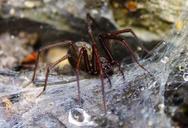 spider-cobweb-nature-scary-monster-342742.jpg