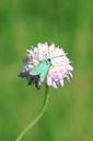 butterfly-green-metallic-reflection-87587.jpg