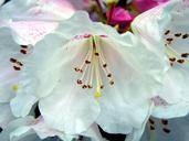 rhododendron-flower-public-record-803659.jpg