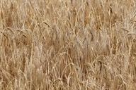 barley-hordeum-vulgare-grass-613628.jpg