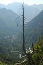 tree-dead-slovenia-alps-landscape-546059.jpg