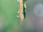 caterpillar-macro-droplets-drops-598310.jpg