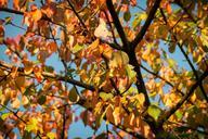 autumn-leaves-fall-foliage-forest-983207.jpg