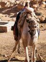 egypt-sinai-camel-597252.jpg