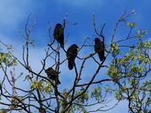 raven-bird-animal-tree-sky-crow-1352919.jpg