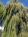 weeping-willow-tree-leaf-green-186940.jpg