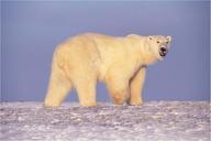 polar-bear-bear-walking-looking-529638.jpg