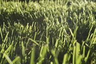 grass-blades-of-grass-meadow-halme-530850.jpg