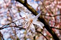 magnolia-star-magnolia-blossom-1274394.jpg