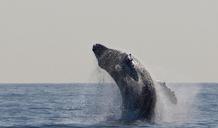 humpback-whale-jumping-breaching-1324633.jpg