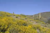 Brittlebush and saguaro cacti cover this hillside.jpg