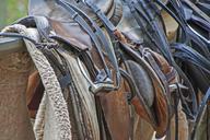 saddle-horse-equestrian-ride-1006445.jpg