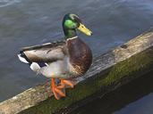 mallard-drake-plumage-water-bird-1356905.jpg