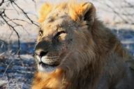 lion-etosha-namibia-africa-safari-1305806.jpg