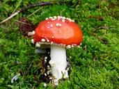 mushroom-red-autumn-forest-509699.jpg