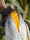 corn-on-the-cob-corn-hair-482442.jpg