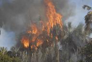 Summer fires in tropical forests.jpg