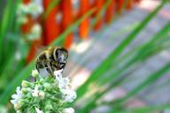 bee-flower-green-plant-closeup-665604.jpg