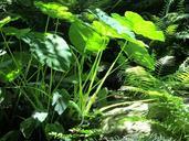 elephant-ears-ferns-tropical-plants-417808.jpg