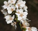 cherry-blossoms-hell-white-spring-243741.jpg