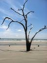 beach-tree-driftwood-616702.jpg