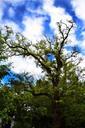 tree-nature-landscape-sky-heaven-656336.jpg