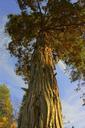 trunk-pine-tree-wood-forest-543498.jpg