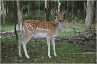 deer-ungulate-fallow-deer-ruminant-217015.jpg