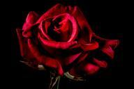 red-rose-rose-rose-bloom-blossom-334133.jpg