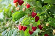 fresh-nature-food-berry-delicious-1652341.jpg