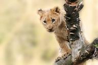 lion-animal-nature-predator-565820.jpg