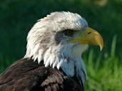 bald-eagle-bird-of-prey-portrait-507227.jpg