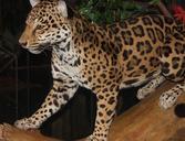 leopard-big-cat-carnivore-feline-62668.jpg