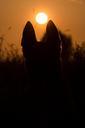 summer-sunset-dog-malinois-672721.jpg