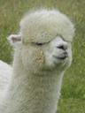 alpaca-lama-south-america-1488141.jpg