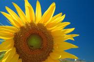 sunflowers-flowers-plant-nature-445451.jpg