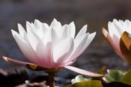 water-lilies-nymphaea-lake-rose-455229.jpg