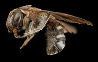 bee_reddish,_f,_argentina,_side_2014-08-08-07.08.50_ZS_PMax.jpg