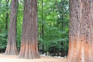 sequoia-tree-green-forest-1024948.jpg