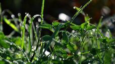 forest-dew-nature-602853.jpg